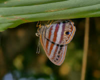 Euselasia orfita 002c small - Learn Butterflies
